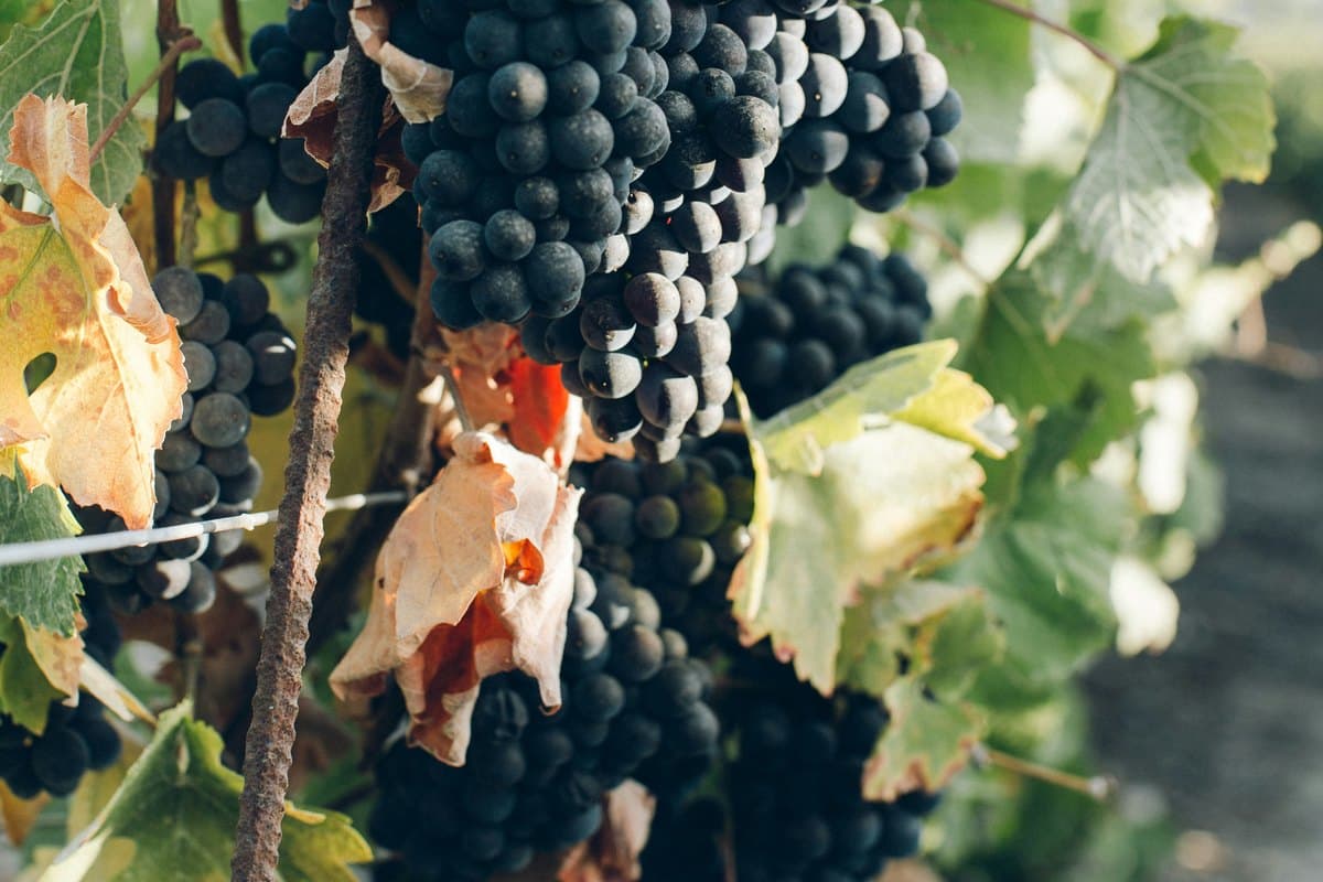 Nemea Classics Private Wine Experience